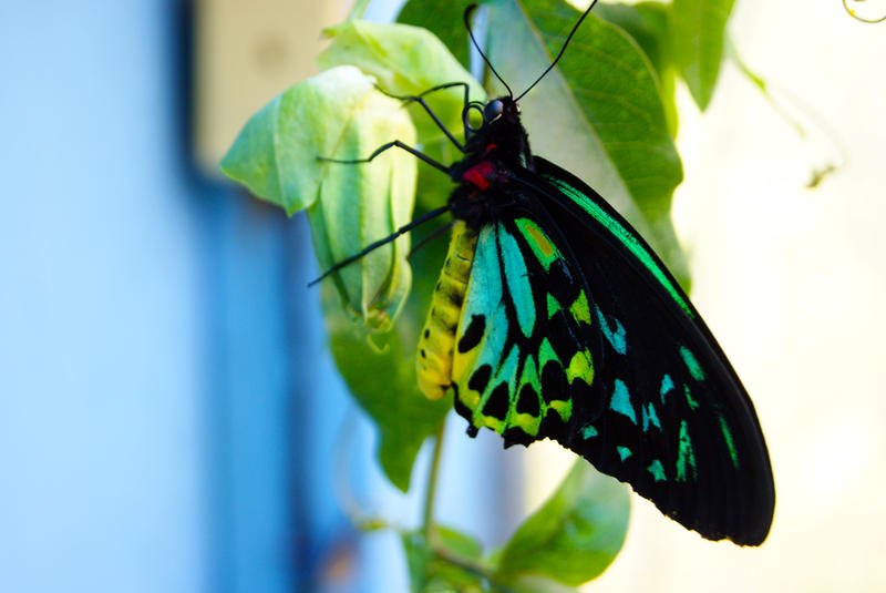 <p>Exotic Butterfly Closeup</p>Closeup of an exotic butterfly