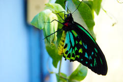 4291   butterfly 7
