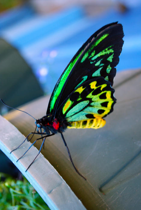 <p>Exotic Butterfly Closeup</p>Closeup of an exotic butterfly