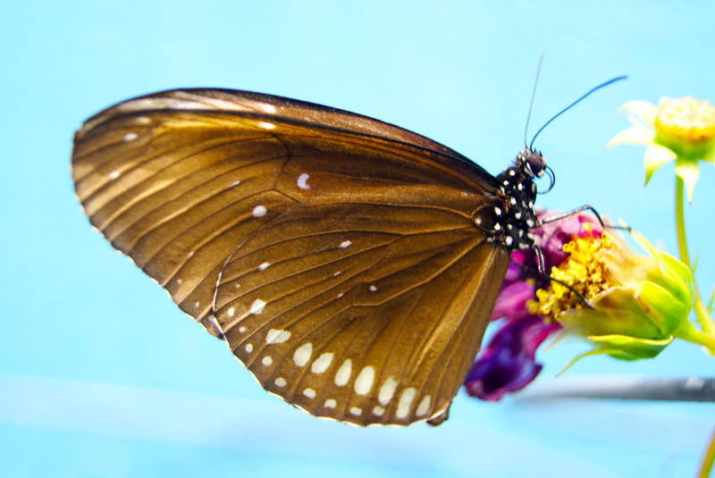 <p>Exotic Butterfly Closeup</p>Closeup of an exotic butterfly