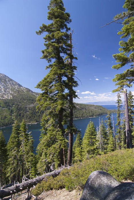 Alpine forst and the Clear blue waters of Lake tahoe