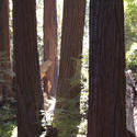 3211-california redwood trunk