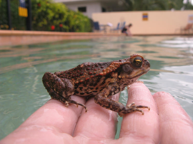 close up on a hand holding a cane toad