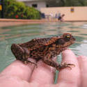 4146-cane toad