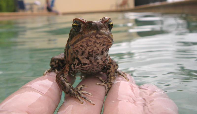 cane toad - Bufo marinus, native to central and south america, introduced to australia to control native cane beetles