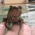 4147-cane toad bufo marinus
