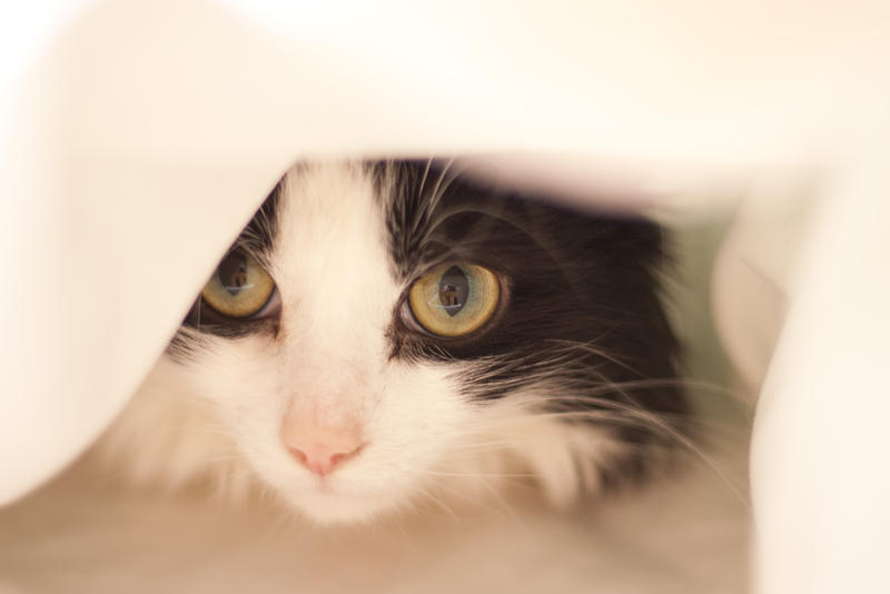 a cute black and white cat playing under blankets