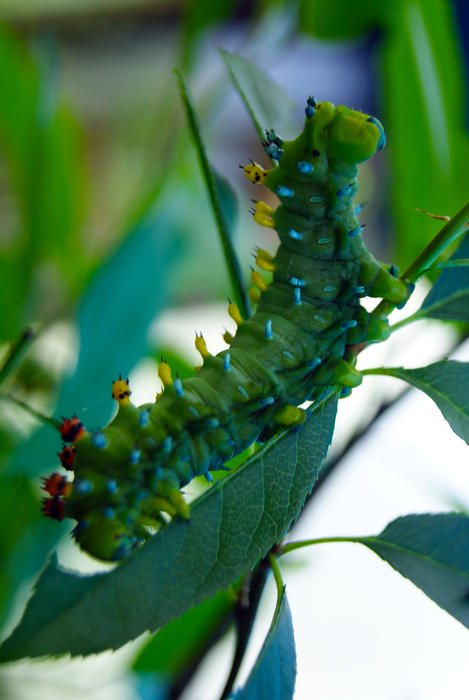 <p>Exotic Caterpillar Closeup</p>Closeup of an exotic caterpiller