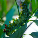 4295   Exotic Caterpiller