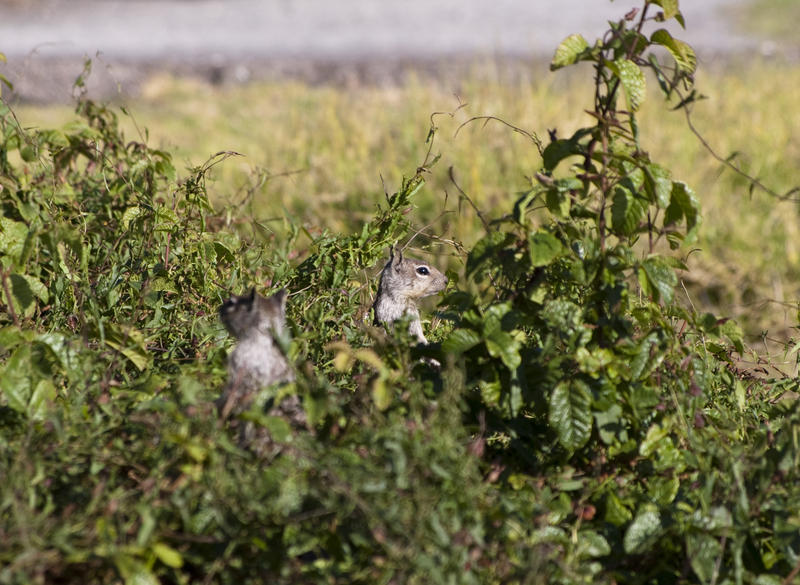 ground squirrels surveying the horizon for danger