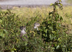 3133-chipmunks in the grass