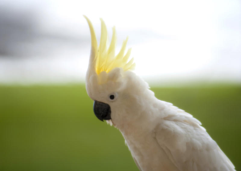 a sulphur crested cockatoo displaying its yellow crest