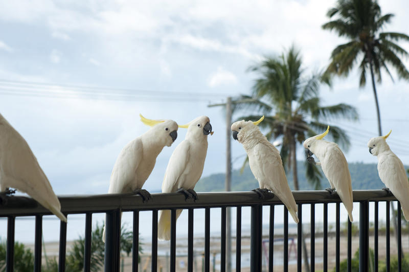 a line of sulphur crested cockatoos, sitting on a balcony handrail