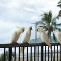 4256   roosting cockatoo