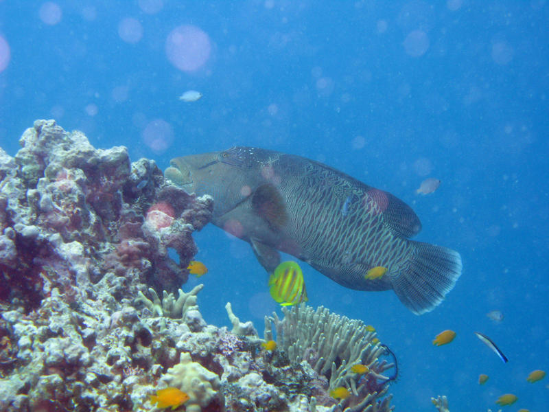 large and small fish swimming among the corals