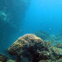 3344-coral reef