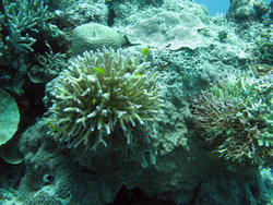 3345-corals