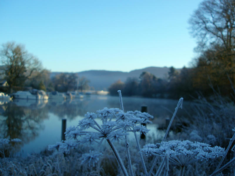 a frozen flower head from a cow parsley or chervil plant in the cool light of a winter morning