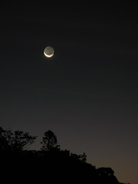 tree silhouette and rising crescent moon