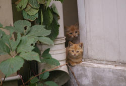 3221-cute_kitties.JPG