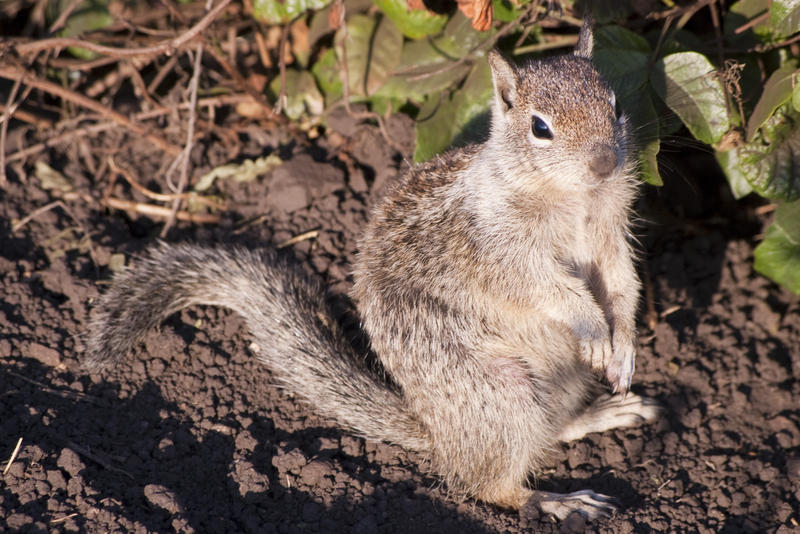 a squirrel looking for food