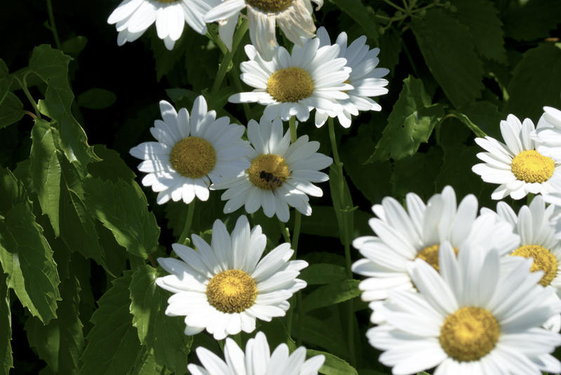 <p>Daisies with a visitor</p>SONY DSC