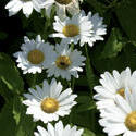 4324   daisies