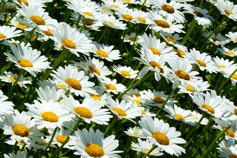 <p>Small Field Of Daisies</p>Closeup of a field of daisies
