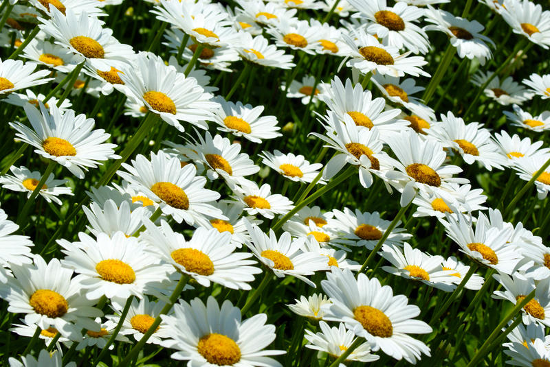 4299   Daisies