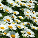 4299   Daisies