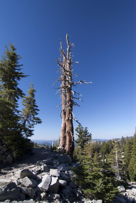 an old dead pine tree in the sierra nevada