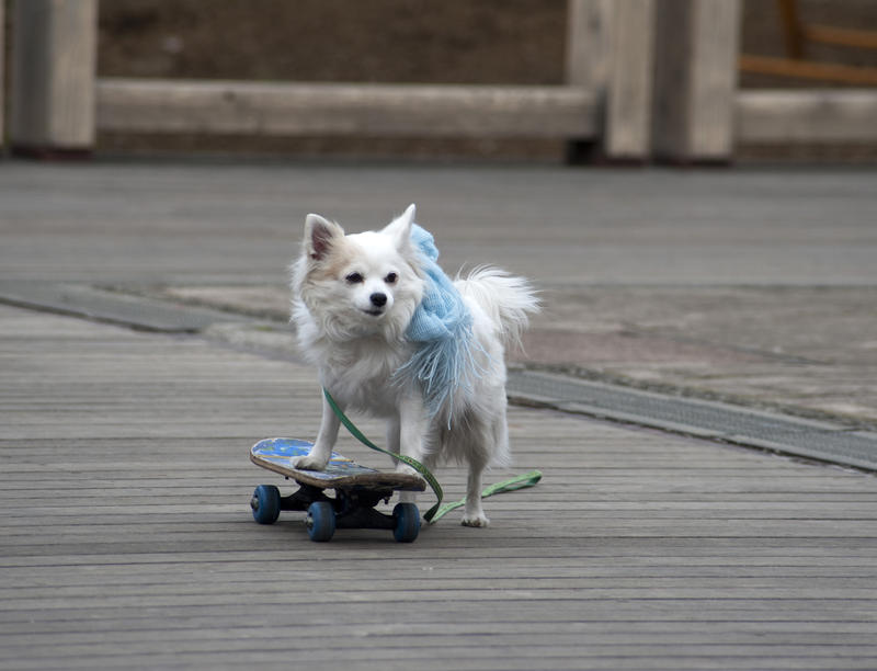 a cute dog riding a skateboard