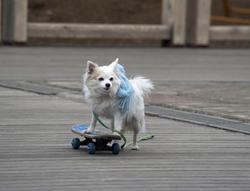 3910-dog on a skateboard