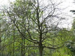 4122   dormant tree branches