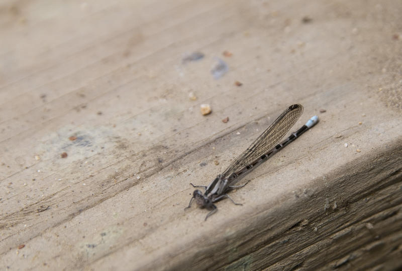 macro image of a dragonfly