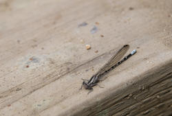 3223-dragonfly