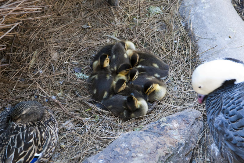 a nest of cute fluffy ducklings