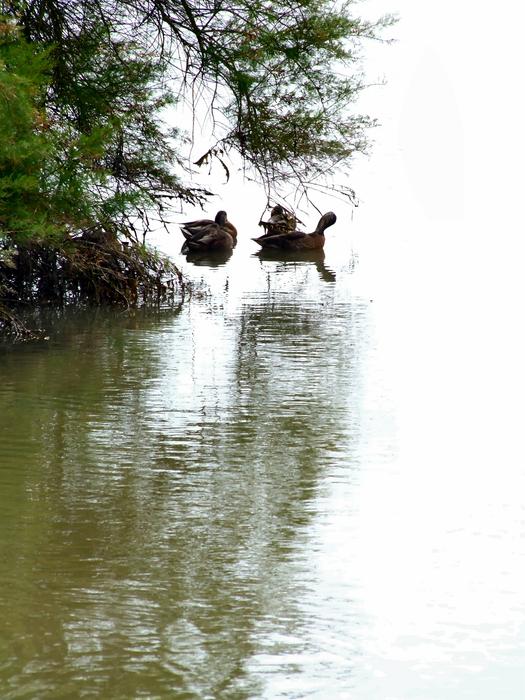 <p>Ducks on the mill pond, Wootton Bridge, Isle of Wight&nbsp;</p>