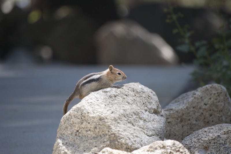 chipmink hunting for food on rock