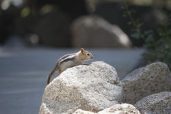 3134-Eastern Chipmunk