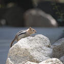 3134-Eastern Chipmunk