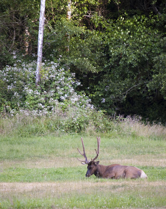 an elk laying in a meadow