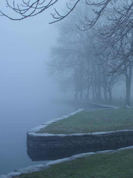 trees by the side of a lake on a misty day