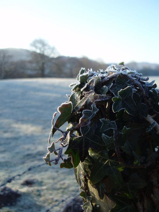 a fence post covered in ivy pictured on a cold frosty winter morning