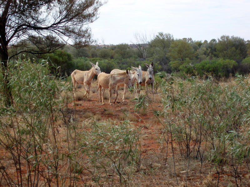 a herd of feral donkeys in outback australia