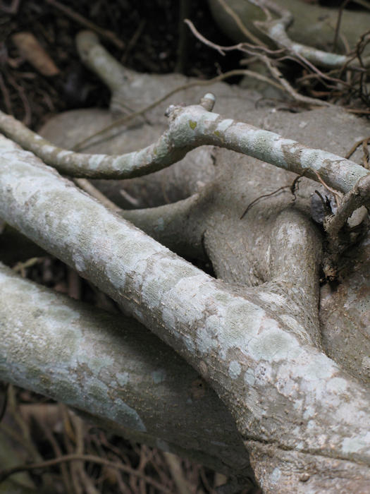 tangled branches of a fig tree