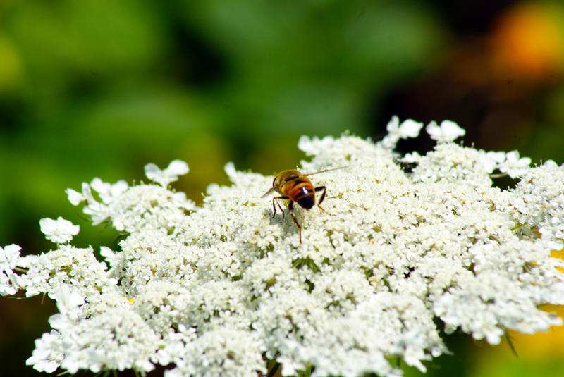 <p>Macro Flower With Bee</p>SONY DSC
