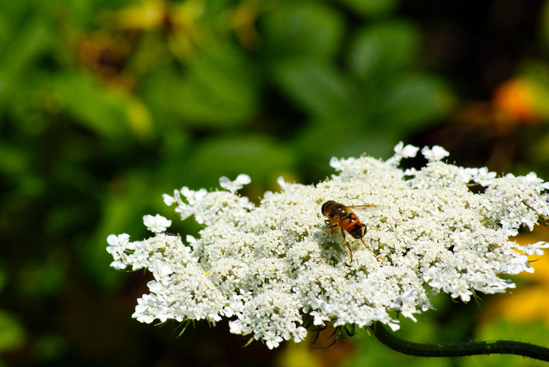 <p>Macro Flower With Bee</p>SONY DSC
