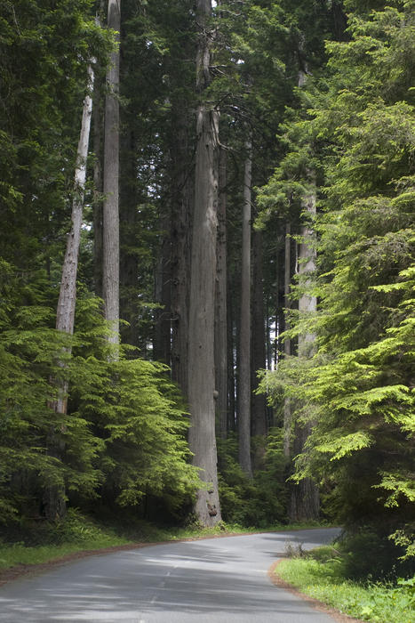 a narrow road through a forest of tall pine trees