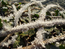 3427-frost crystals